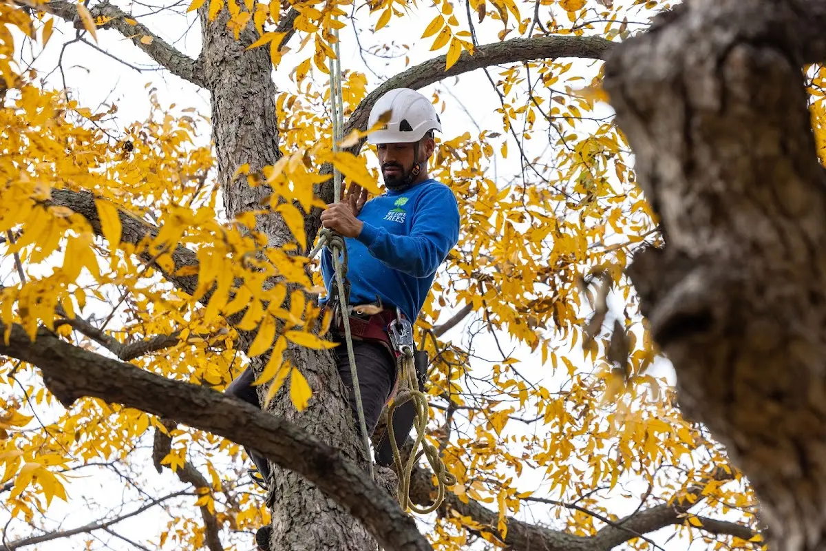 Skilled Tree Pruning crew working in Horn Lake