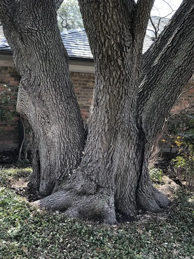 Mature heritage tree close to a Horn Lake property cared for by certified arborists